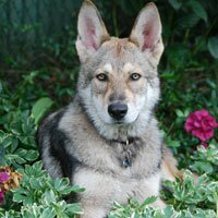 Dafydd-Dai-Declan Cara mo Anam