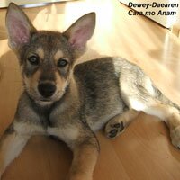 Dewey-Daeren Cara mo Anam